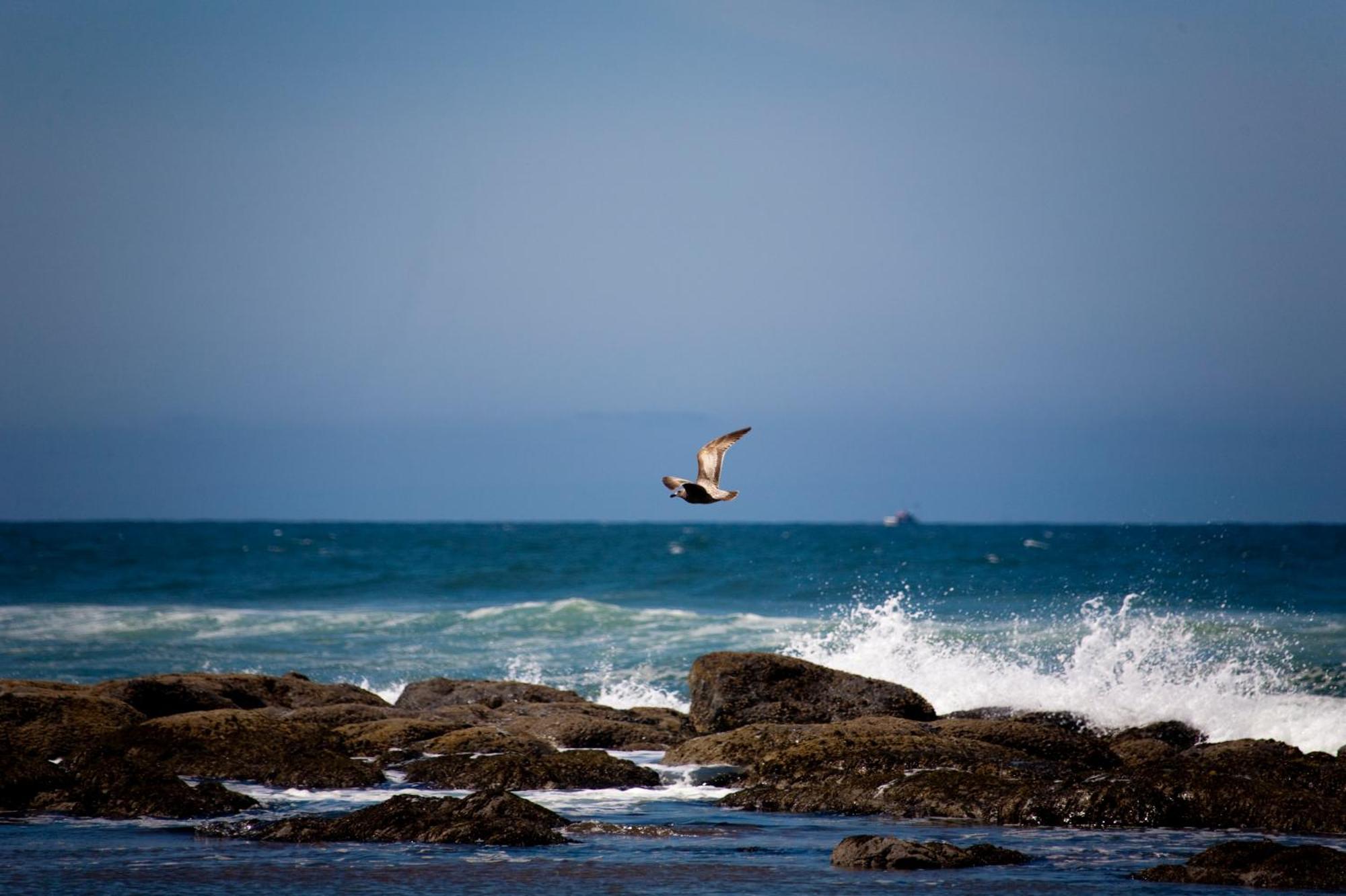 The Coho Oceanfront Hotel 4*